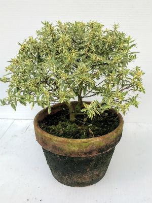 MYRTLE Variegated Globe 6 Clay